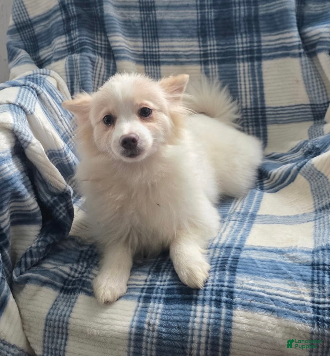Pomeranian dogs for sale: Snow Bunny - Ad 3