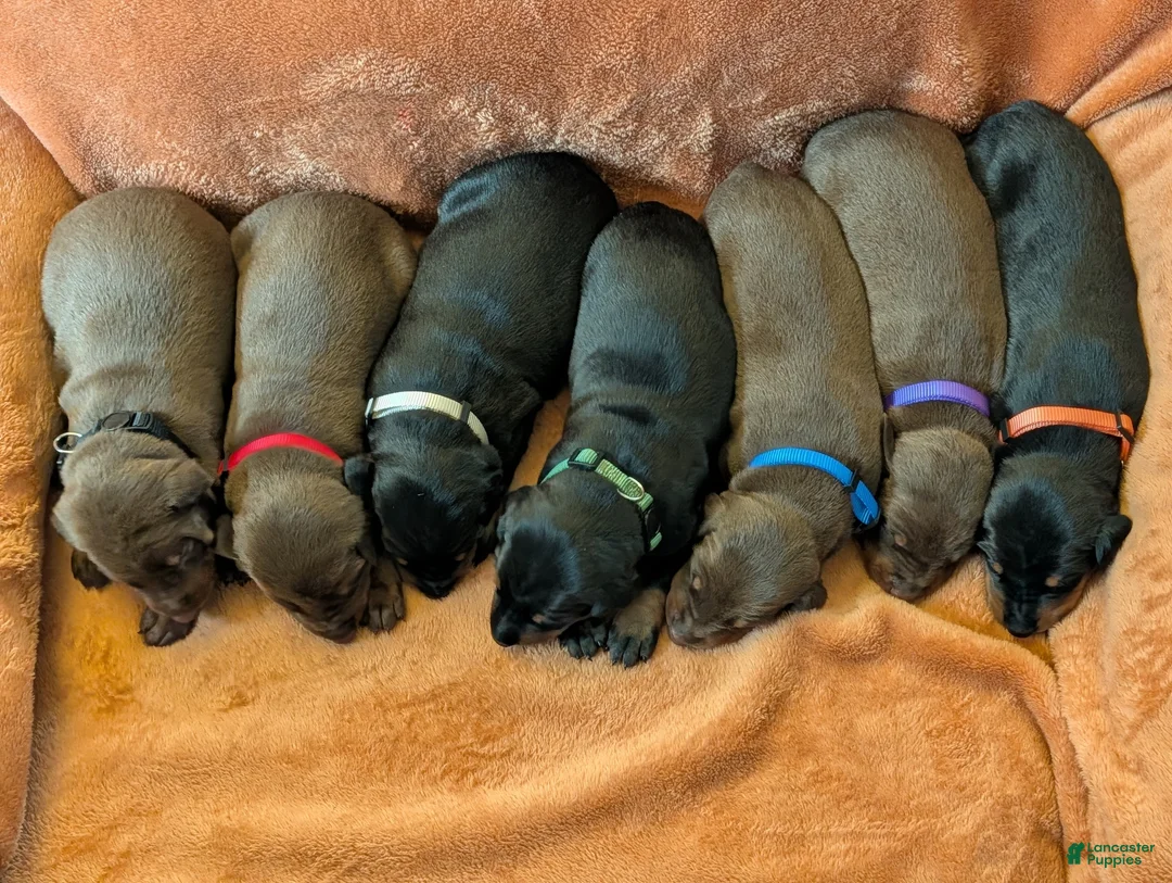 Doberman Pinscher dogs for sale: Red male red collar - Ad 2