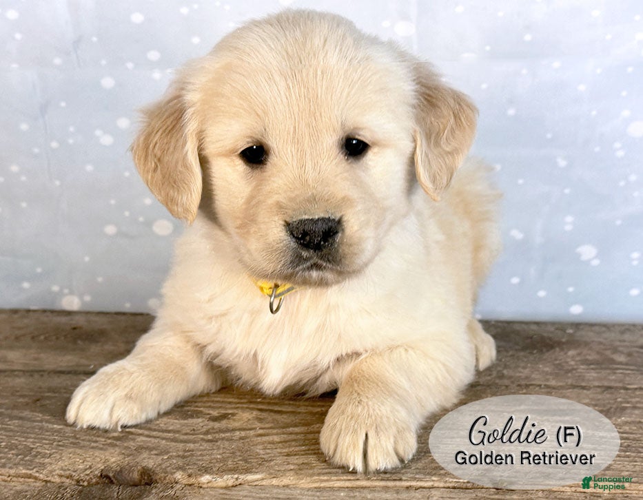 Golden Retriever dogs Goldie - Ad 7