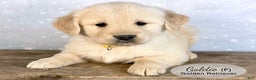 Golden Retriever dogs for sale: Goldie - Ad 1