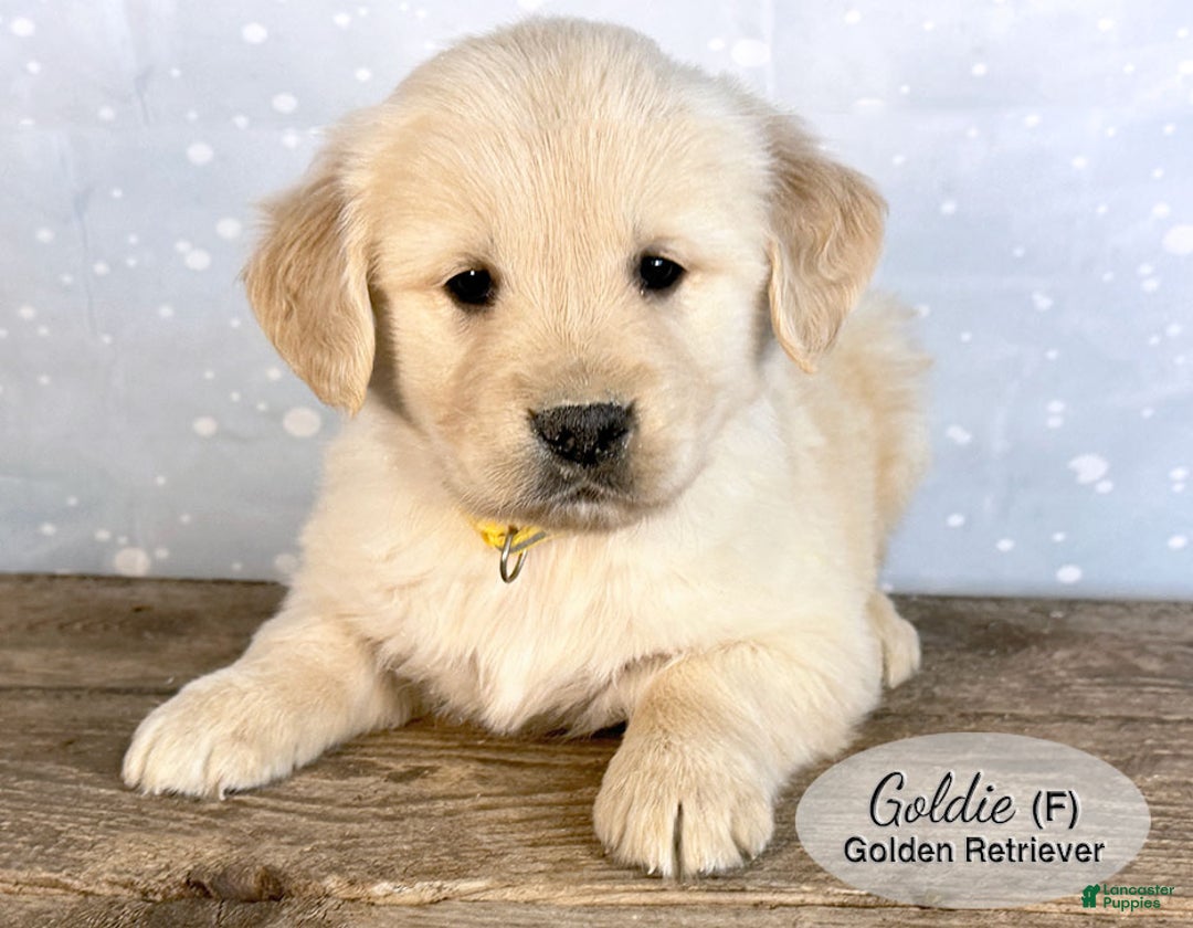 Golden Retriever dogs for sale: Goldie - Ad 1