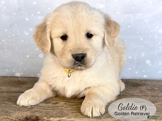 Golden Retriever dogs Goldie - Ad 26