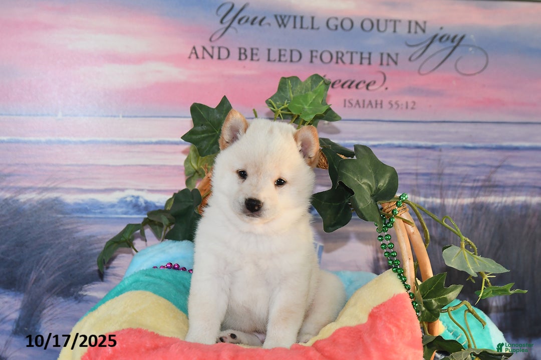Inu Puppy Shiba Inu American Eskimo Santana For Sale In Dundee