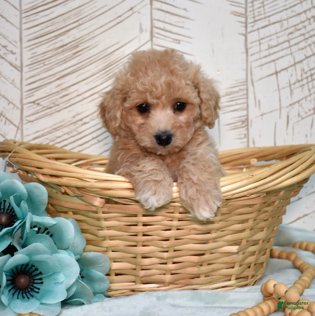 Bichpoo dogs for sale: Sandy - Ad 1