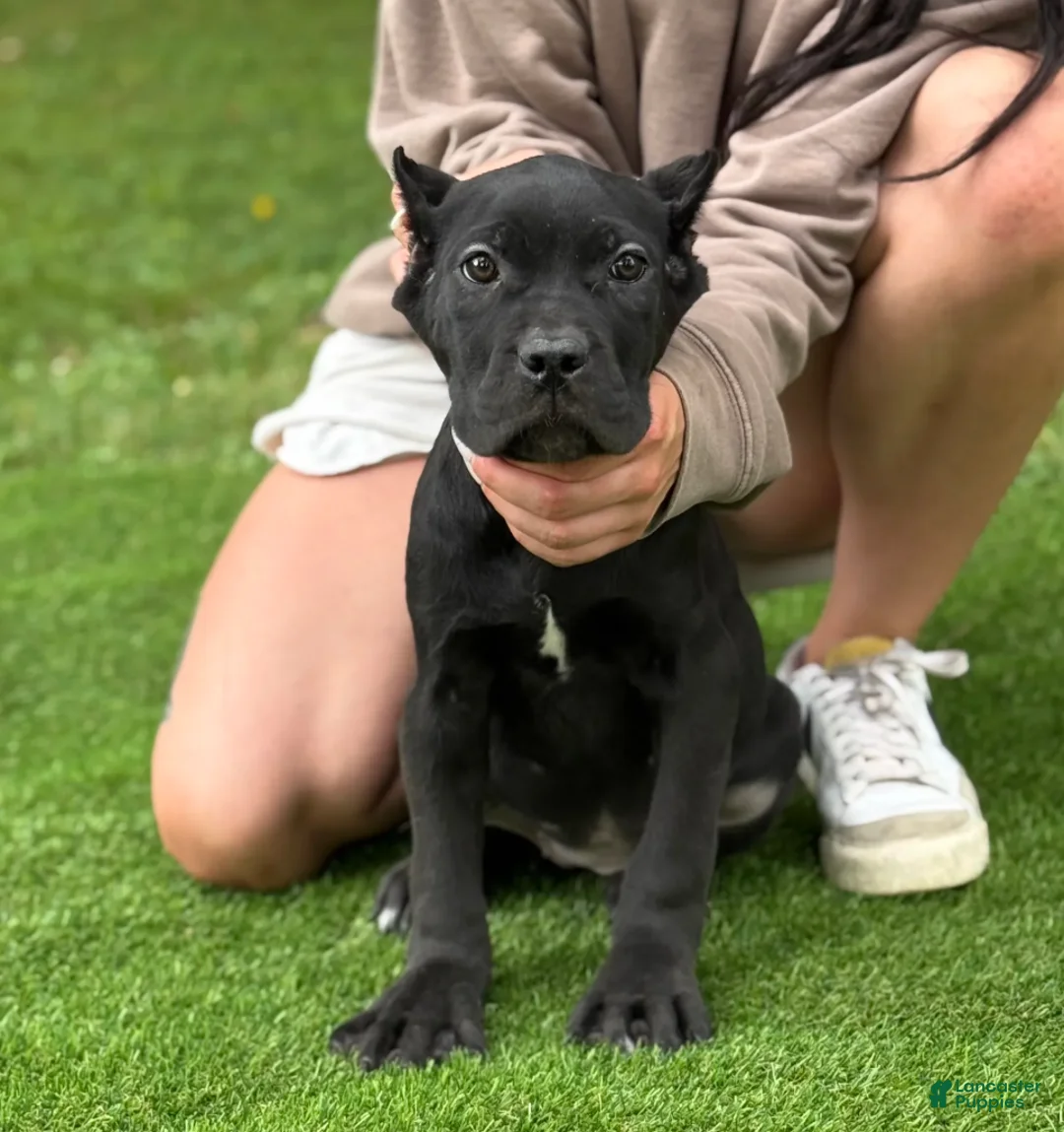Cane Corso dogs for sale: ZENA - Ad 5