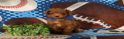 Toy Poodle dogs for sale: Cruz - Ad 9