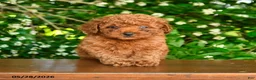 Toy Poodle dogs for sale: Sterling - Ad 4