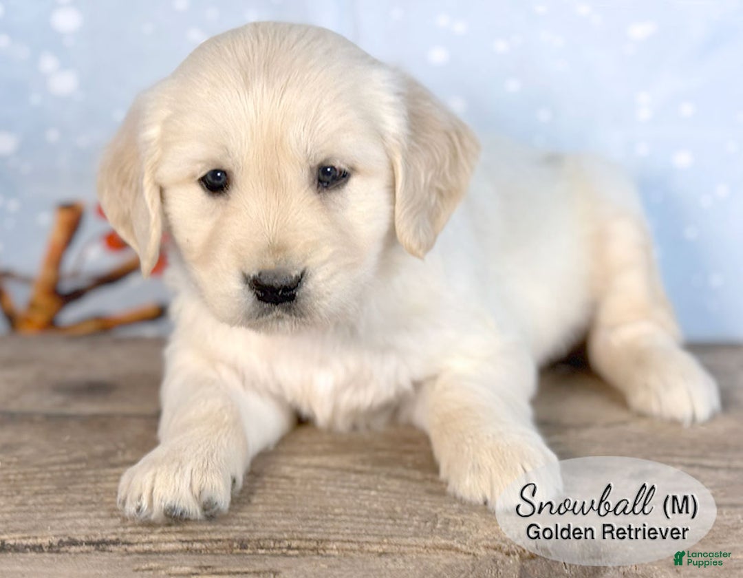 Golden Retriever dogs for sale: Snowball - Ad 3