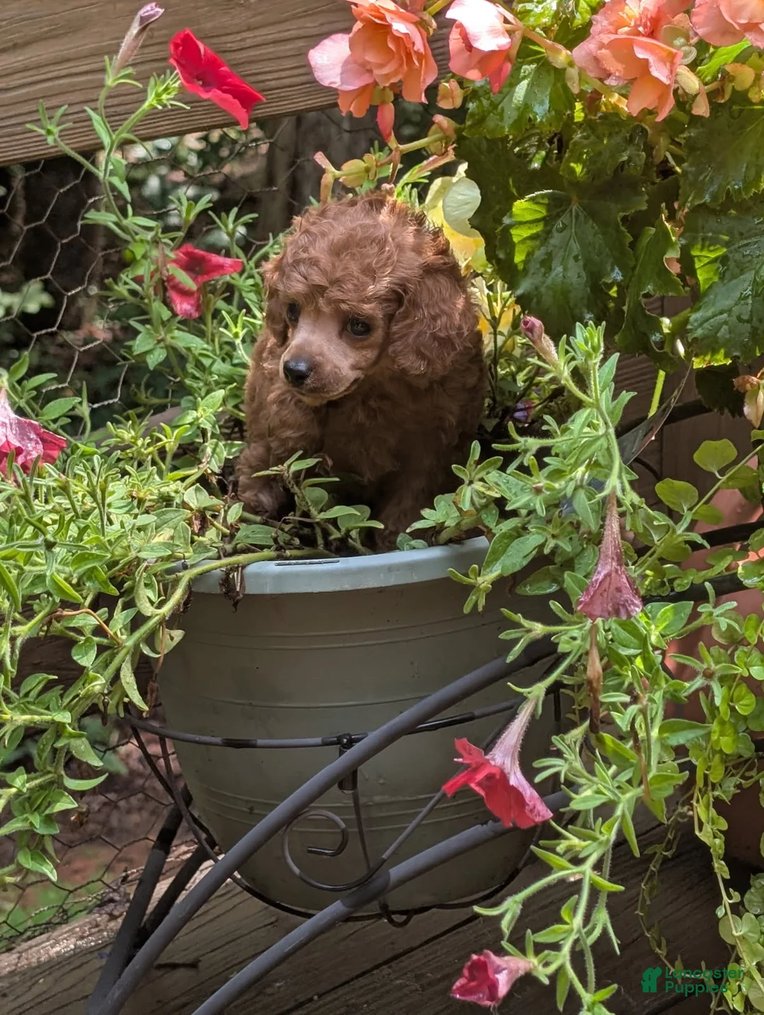 Toy Poodle dogs for sale: Sparky - Ad 1