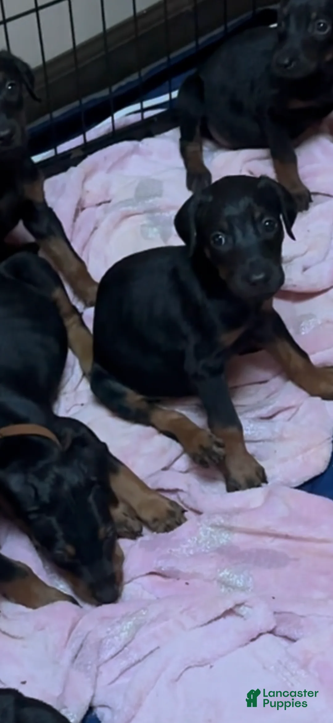 Doberman Pinscher dogs for sale: Doberman Pinscher 5 - Ad 2
