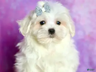 Maltese dogs Marshmellow AKC - Ad 42
