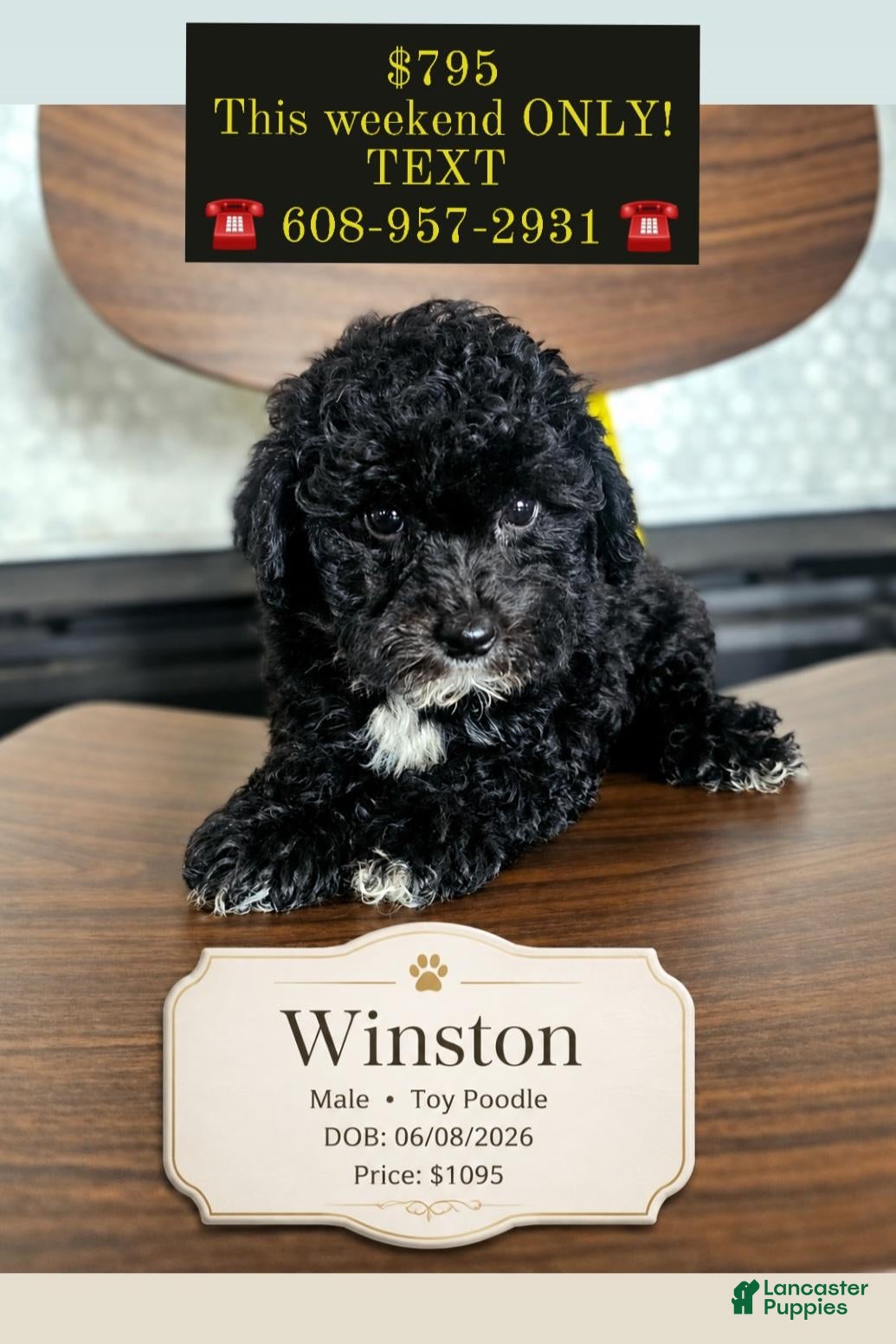 Toy Poodle dogs Winston - Ad 18