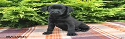 Labrador Retriever dogs for sale: Kelsey - Ad 3