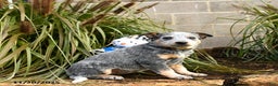 Australian Cattle Dog dogs for sale: Heather - Ad 2