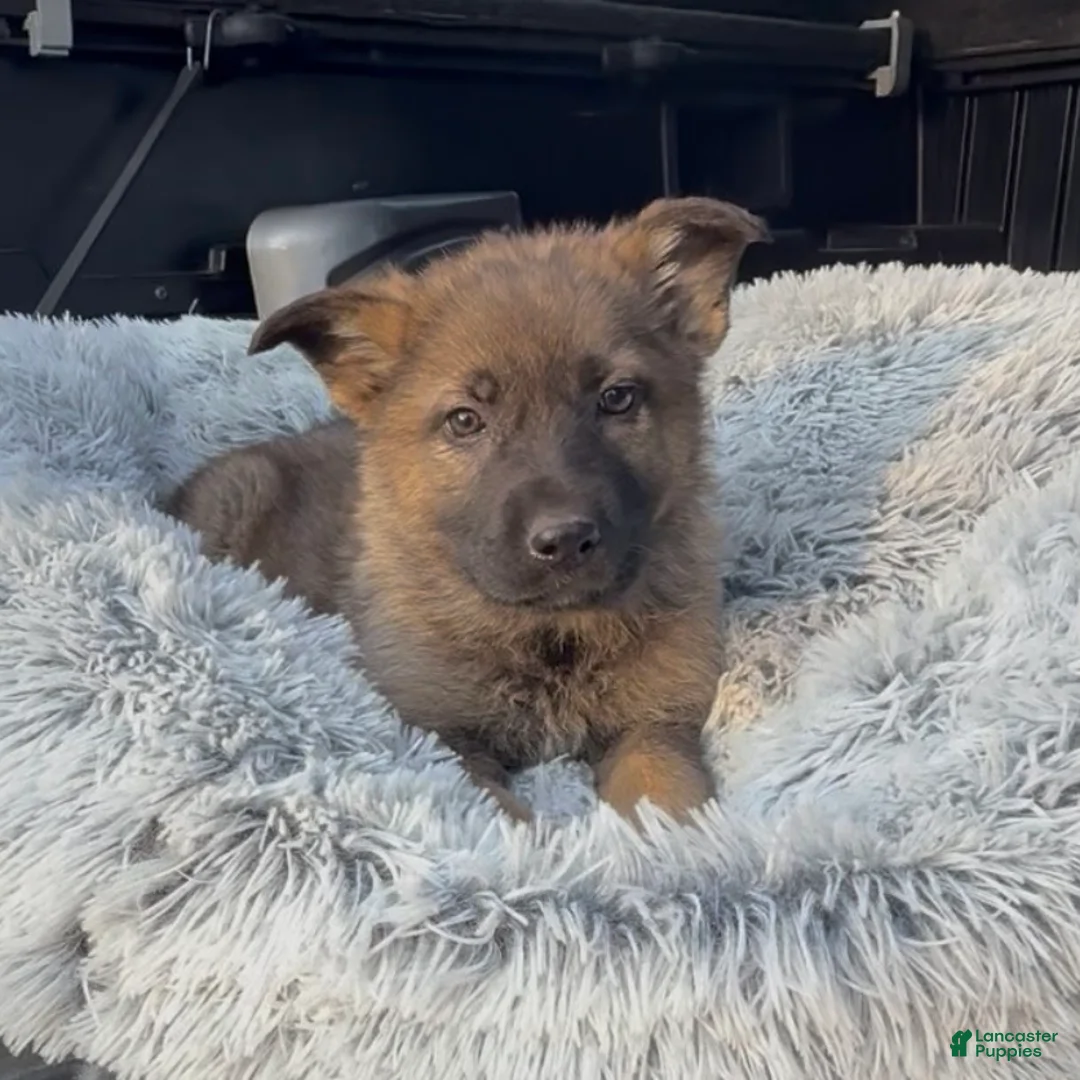 German Shepherd dogs for sale: TUECHA - Ad 15