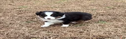Australian Shepherd dogs for sale: Clyde - Ad 5