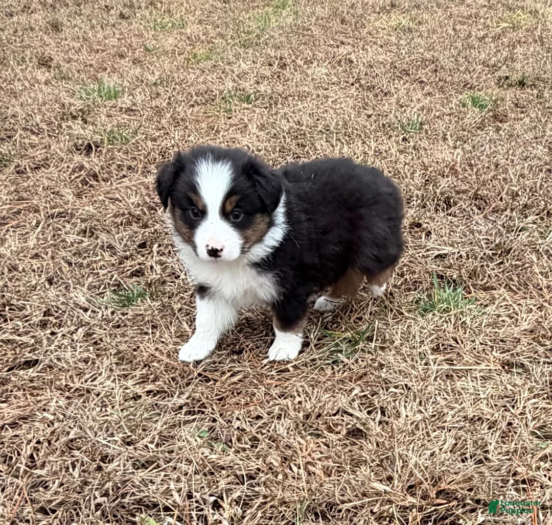 Australian Shepherd dogs for sale: Clyde - Ad 5