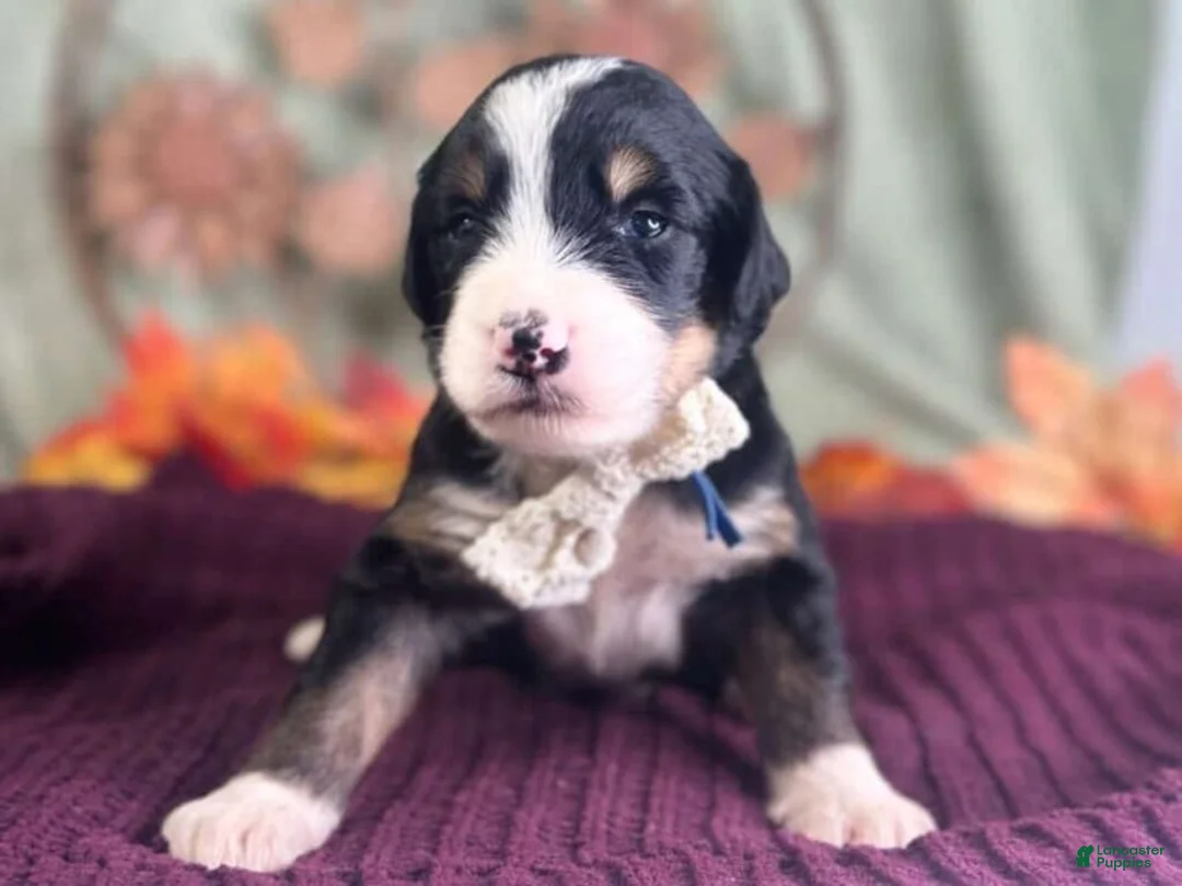 Bernedoodle dogs for sale: Ivanna - Ad 2