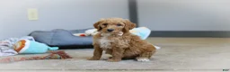 Standard Poodle dogs for sale: Zoey AKC - Ad 3