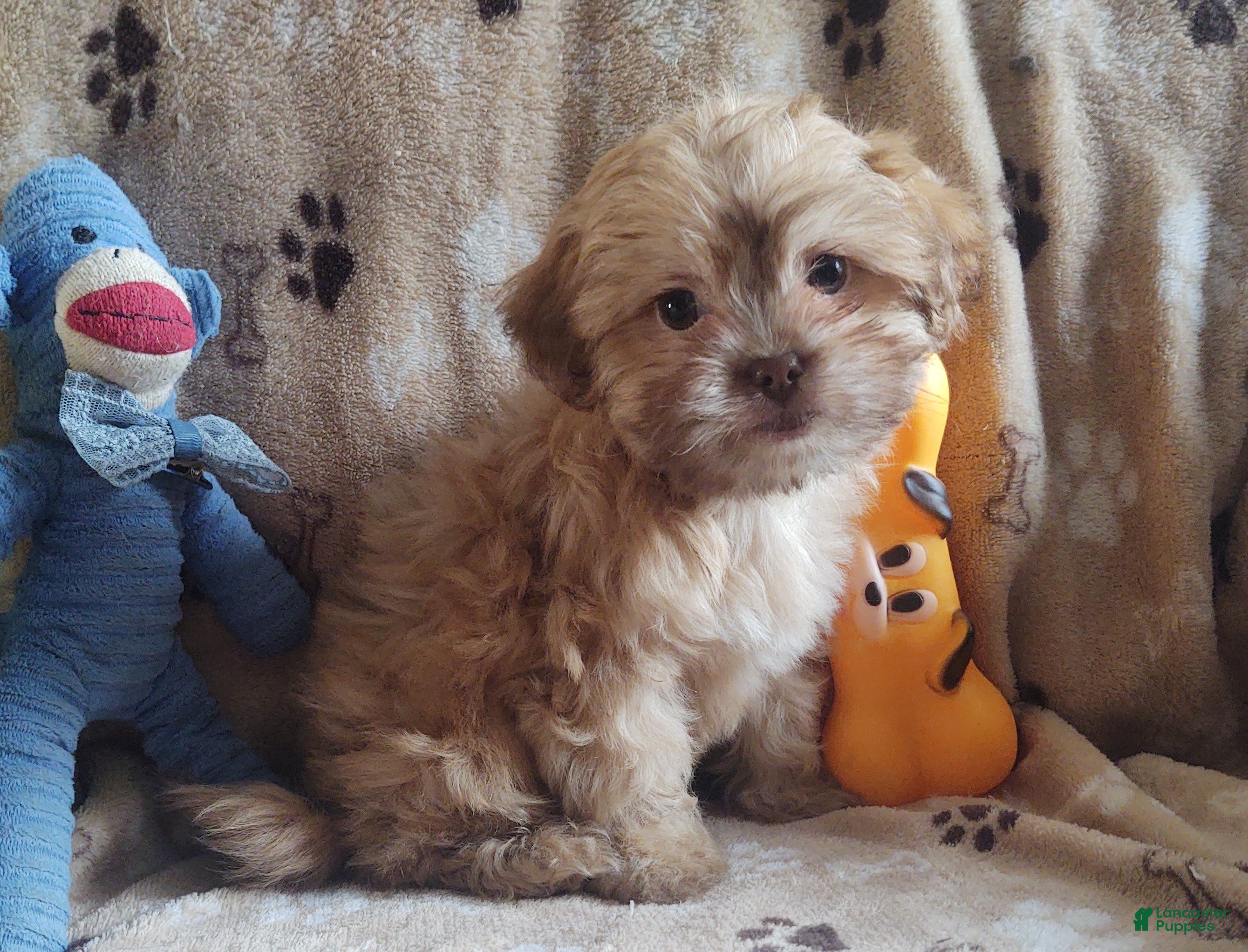 Shihpoo dogs hambone - Ad 2