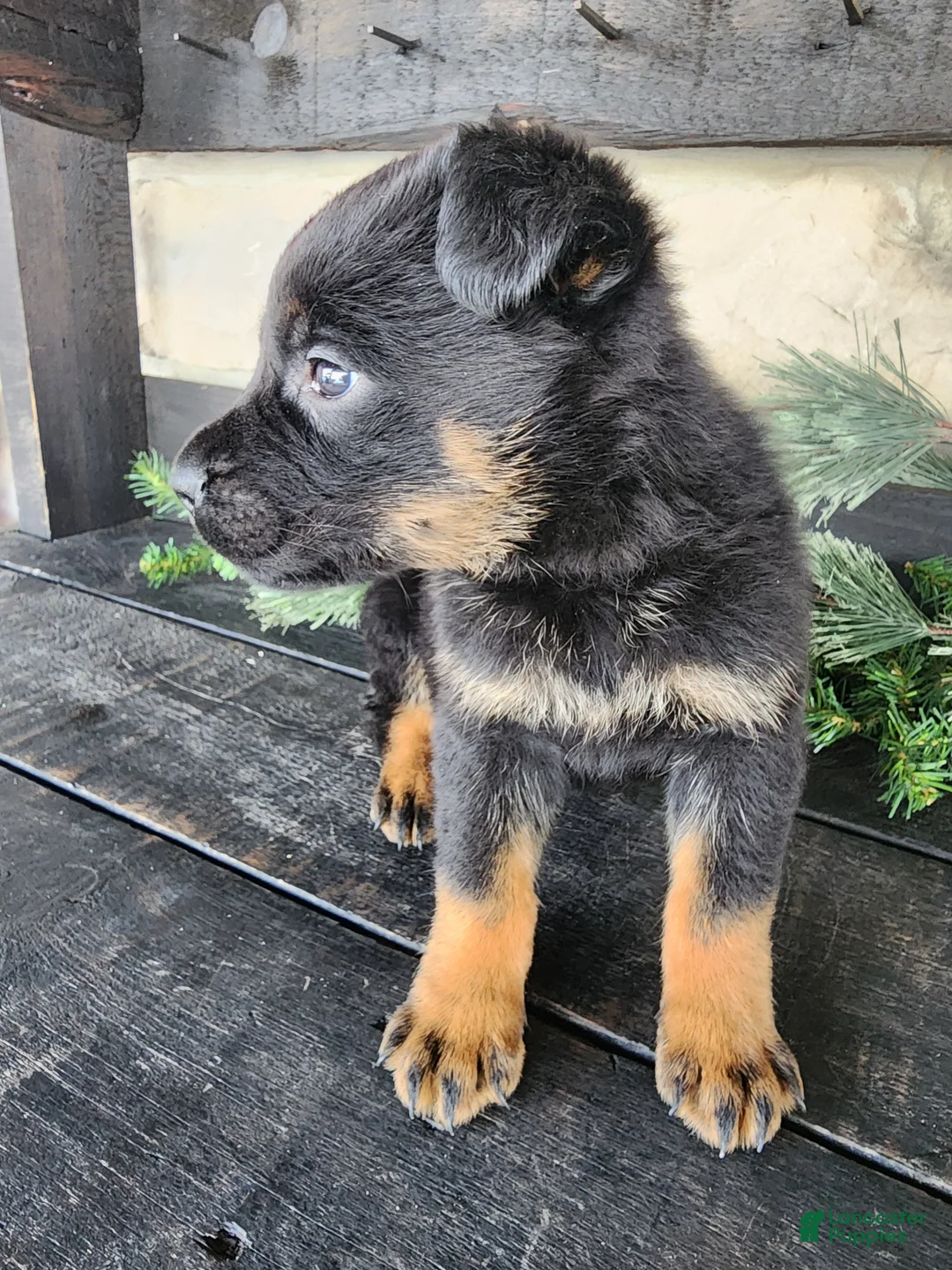 Mixed Breed dogs for sale: Rusty - Ad 6