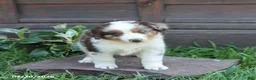 Australian Shepherd dogs for sale: Maple   - Ad 4