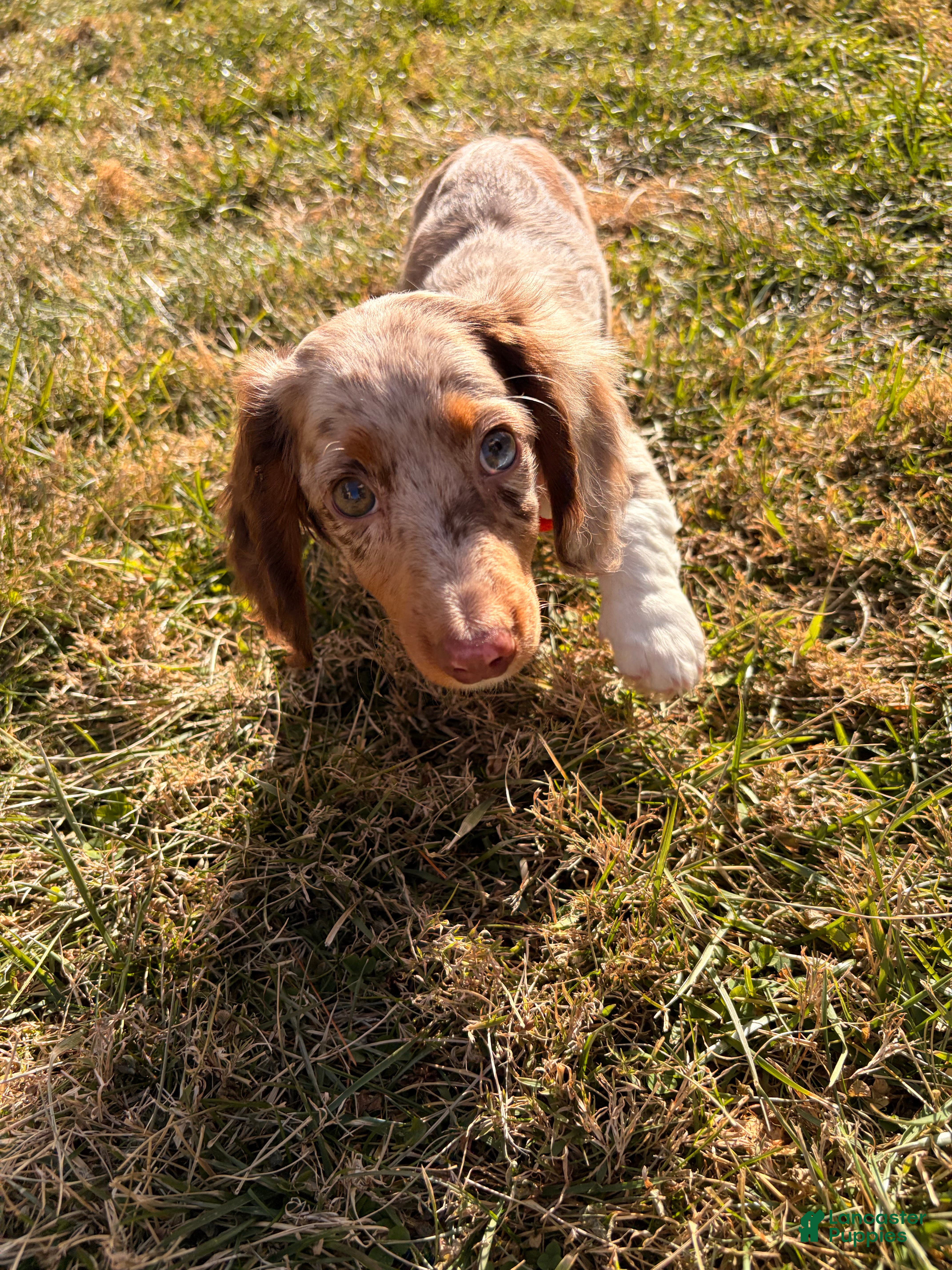 Miniature Dachshund dogs Scooby Doo - Ad 7