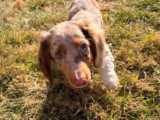 Miniature Dachshund dogs Scooby Doo - Ad 7