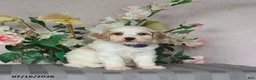 Cavapoo dogs for sale: Louie - Ad 4