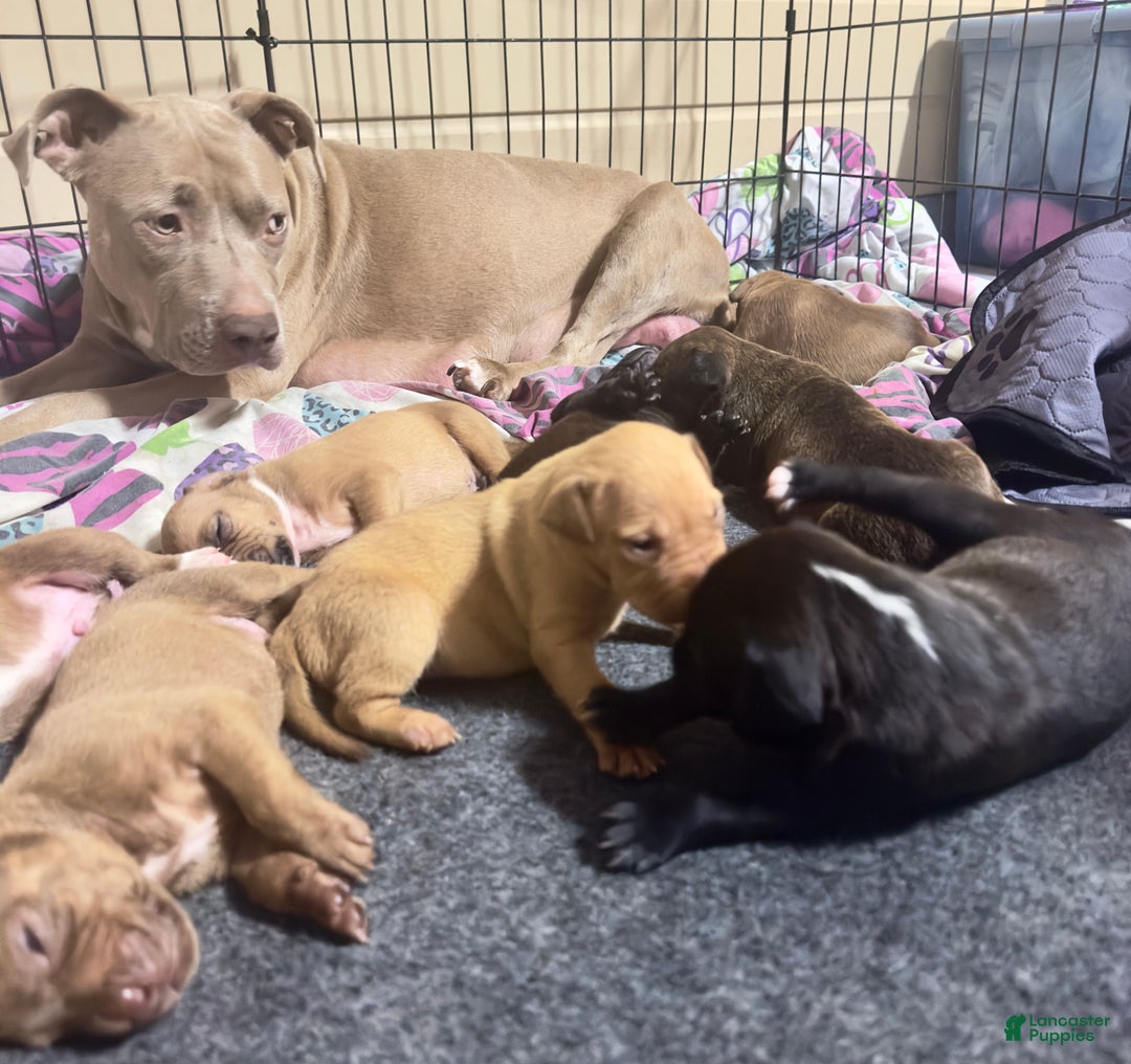 American Pit Bull Terrier dogs for sale: Bella - Ad 8