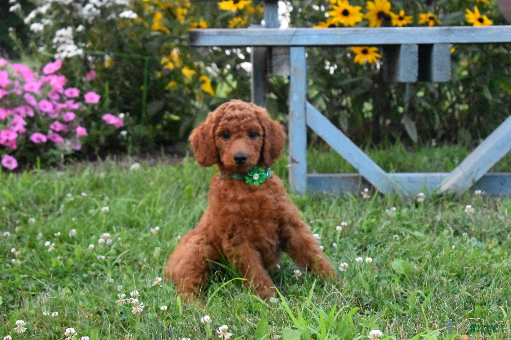 Standard Poodle dogs Bridget moyen - Ad 2
