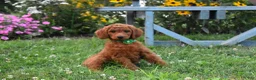 Standard Poodle dogs for sale: Bridget moyen - Ad 2