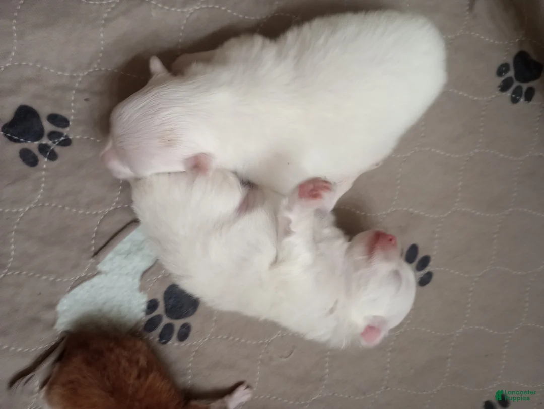 Pomchi dogs for sale: Pomchi 1 - Ad 1