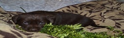 Labrador Retriever dogs for sale: Macie - Ad 1