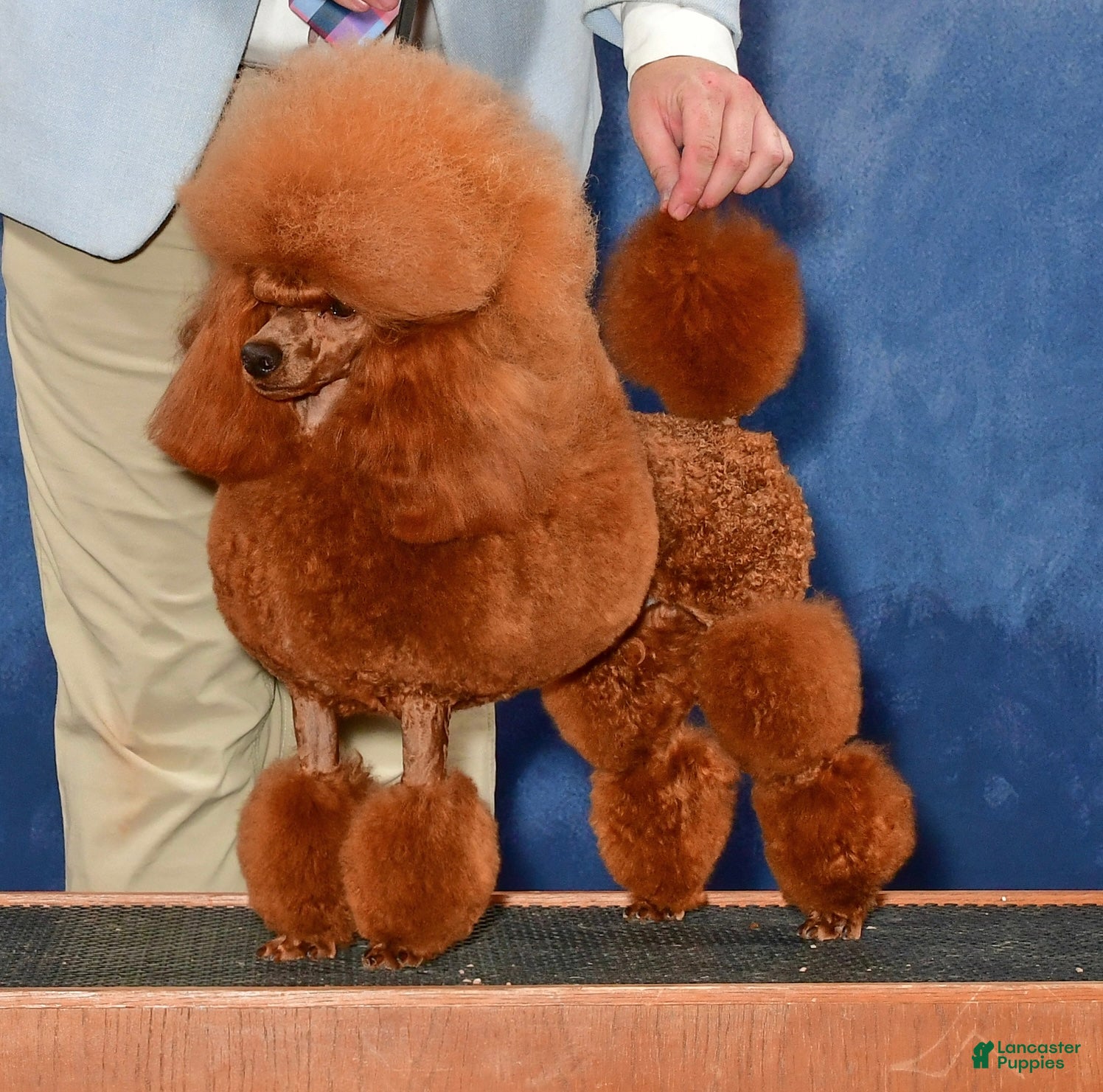 CH Johnson’s Mini Chewbacca in Lightspeed