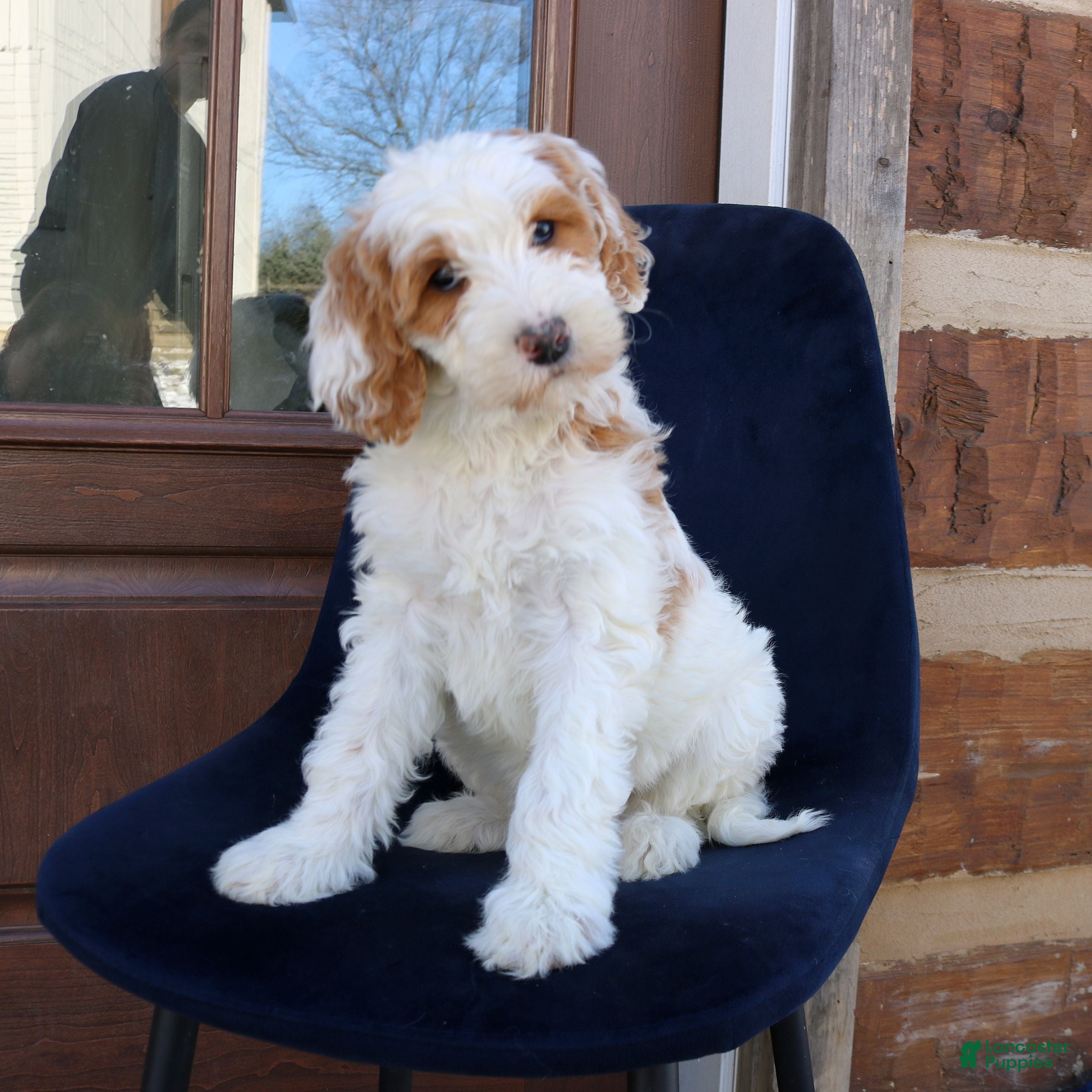 Goldendoodle dogs Polly  - Ad 6