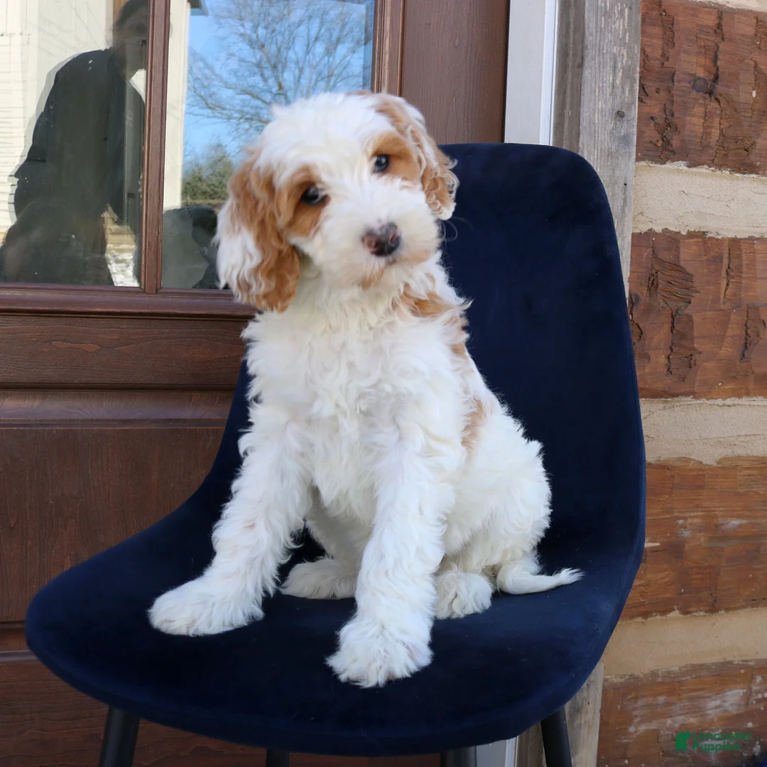 Goldendoodle dogs for sale: Polly  - Ad 1