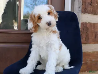 Goldendoodle dogs Polly - Ad 14