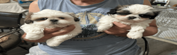 Shih Tzu dogs for sale: Shih Tzu 1 - Ad 8