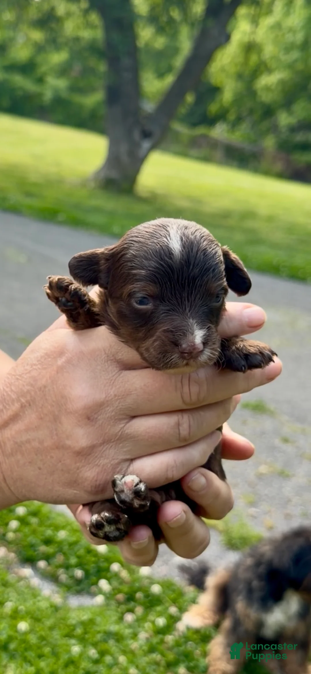 Mixed Breed dogs for sale: Mercedes  - Ad 1