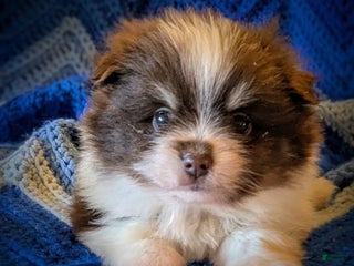 Pomeranian dogs - Ad 10