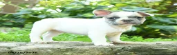 French Bulldog dogs for sale: Madeleine - Ad 4