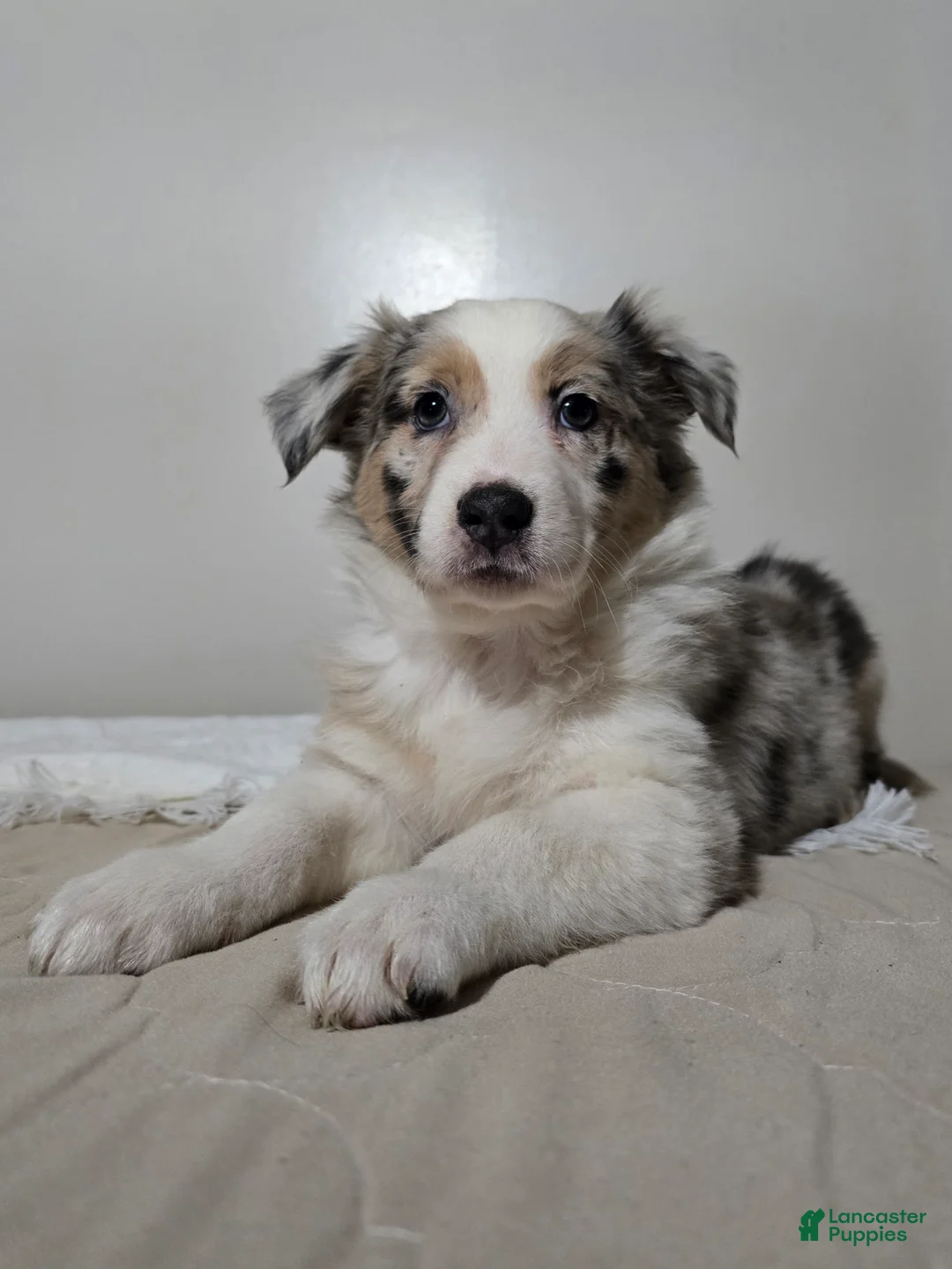 Australian Shepherd dogs for sale: Hazel - Ad 3