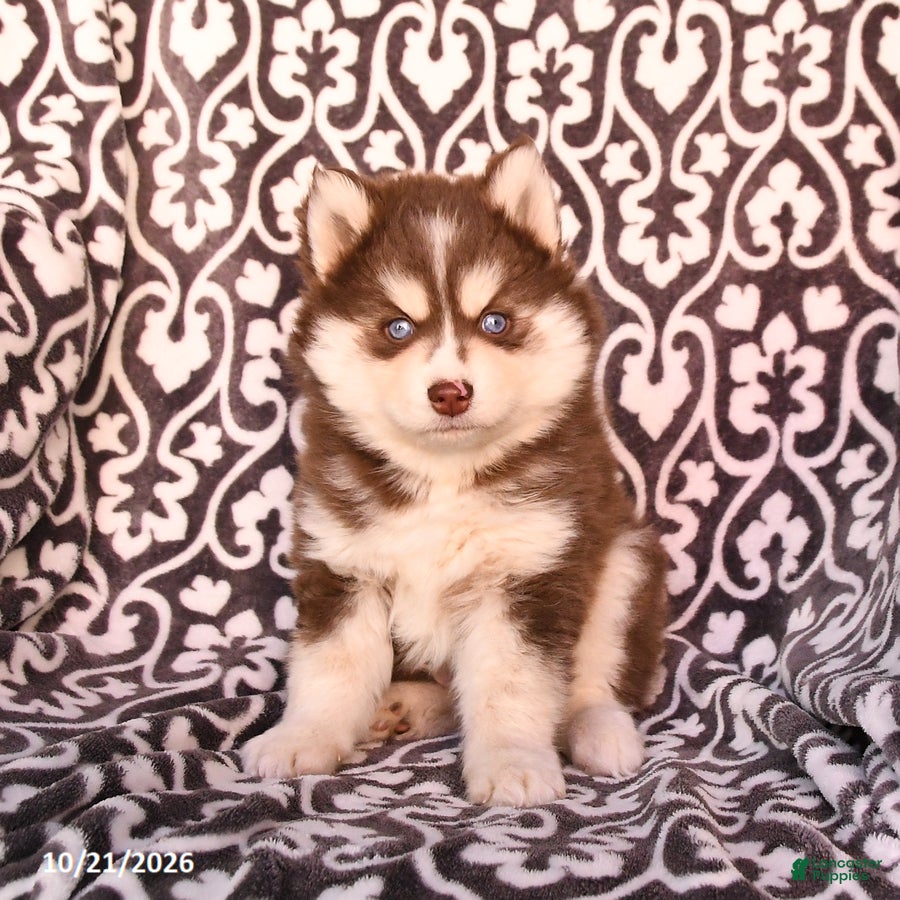Pomsky dogs for sale: Champ  - Ad 2