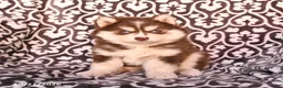 Pomsky dogs for sale: Champ  - Ad 2