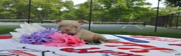 American Bully dogs for sale: American Bully Puppy 4 - Ad 4