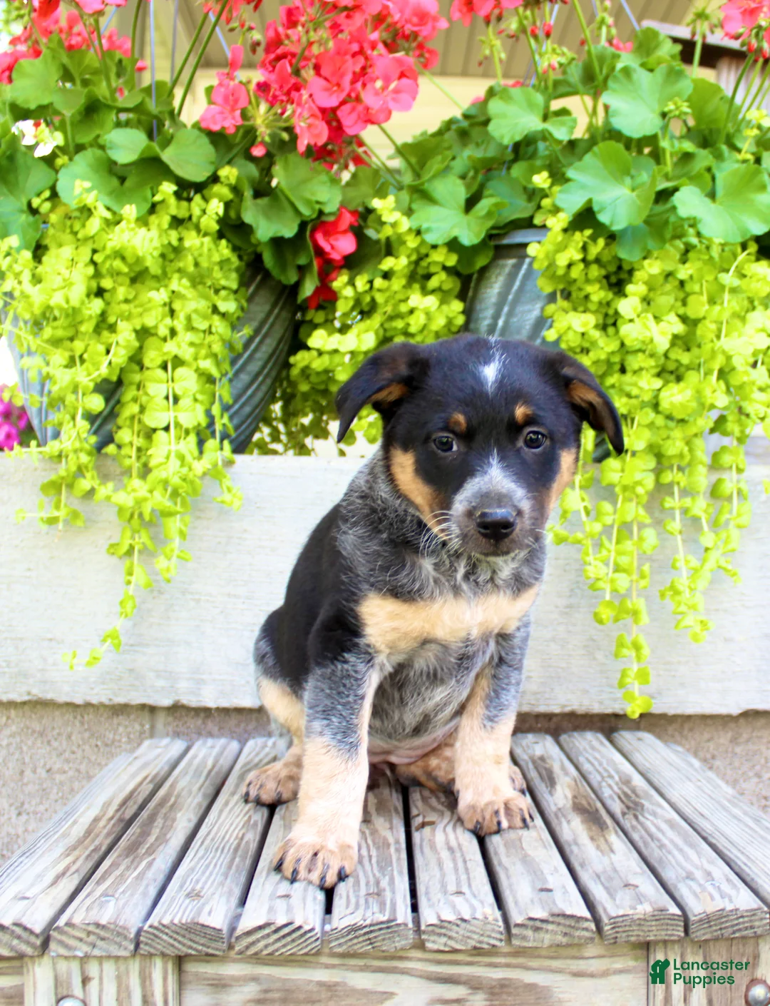 Australian Cattle Dog dogs for sale: Sandra - Ad 2