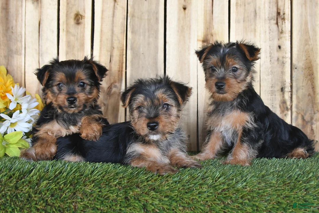 Yorkshire Terrier dogs for sale: Denny - Ad 5