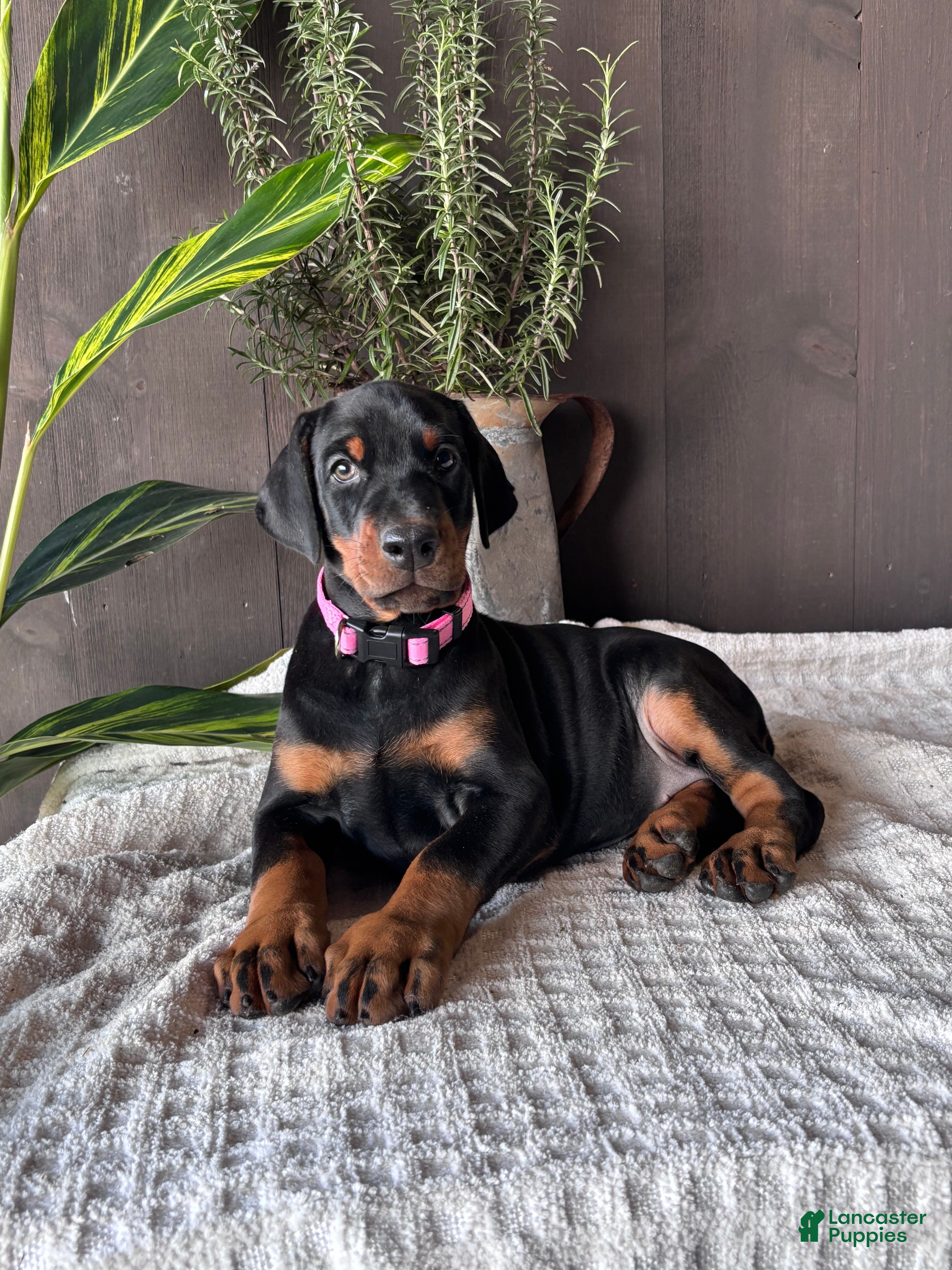 Doberman Pinscher dogs Doberman Pinscher Puppy 1 - Ad 11