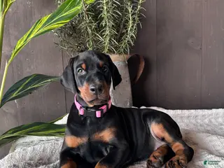 Doberman Pinscher dogs Doberman Pinscher Puppy 1 - Ad 12